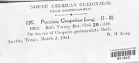 Puccinia cooperiae image